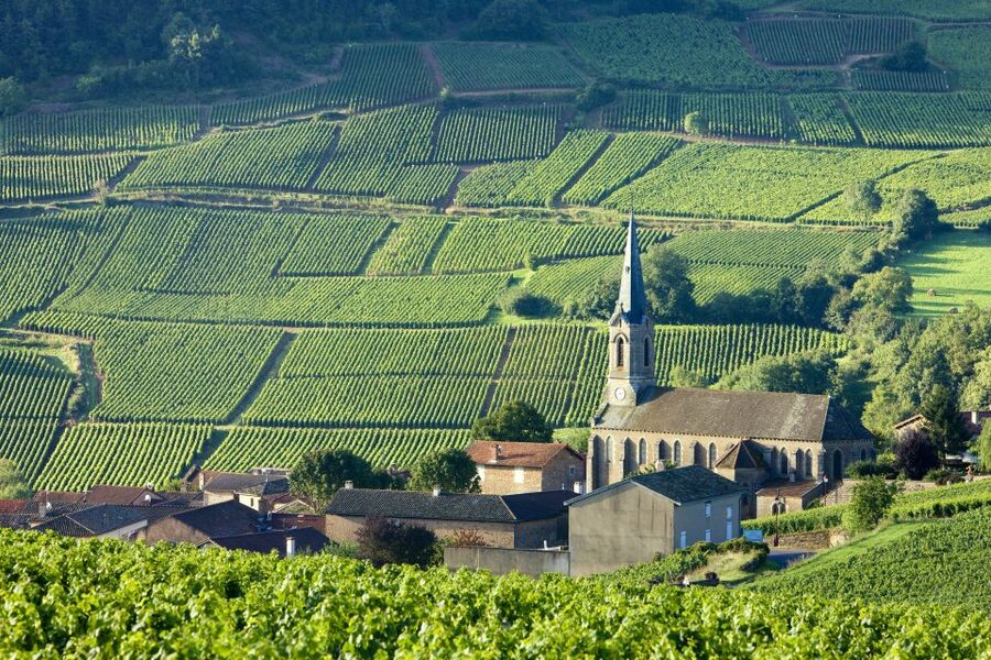 From Paris: Burgundy Region Winery Tour with Tastings - Who should book this tour
