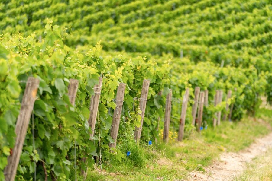 From Paris: Day Trip to Champagne with 8 Tastings & Lunch - Is $345 a fair price for the day?