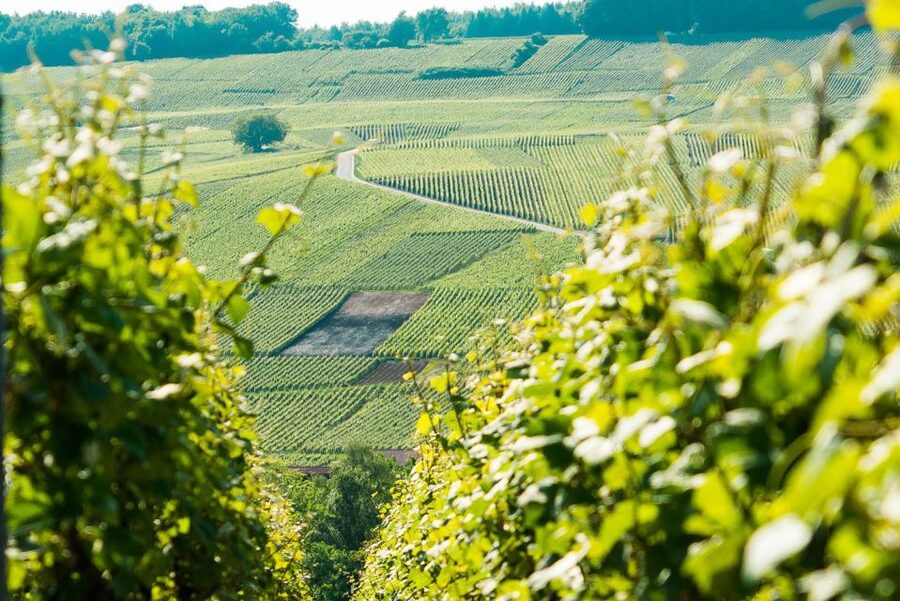 From Paris: Small-Group Champagne Day Trip with Six Tastings - The family winery gives you the personal side