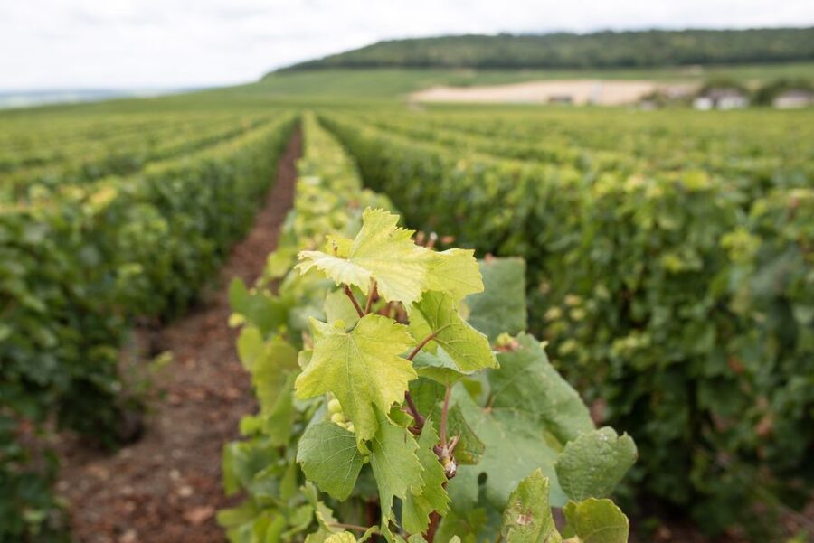 From Reims: Champagne and Family-Run Wineries Tour - Group size, comfort, and pace