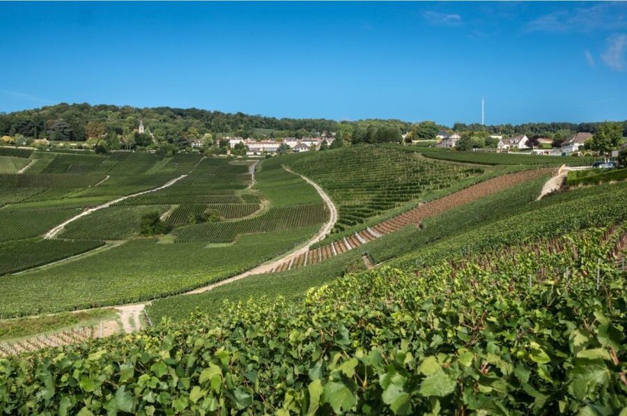 From Reims: Champagne Day Trip to 3 Family Domains & Lunch - Who should book this experience