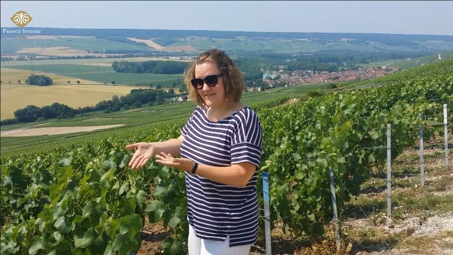 From Reims: Champagne Day Trip to 3 Family Domains & Lunch - A quick look at Reims before the vineyards