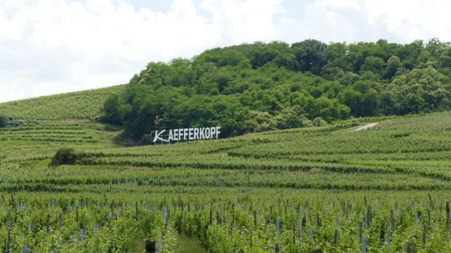 From Strasbourg: Best Of Alsace Historical Day Trip - The Wine Route by open-top bus