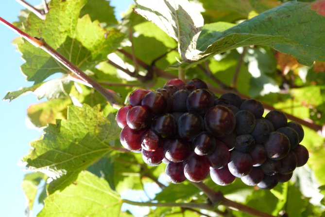 Golden stones Beaujolais Wine Tour with Tastings from Lyon - Meeting the family winemaker