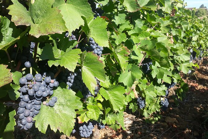 Guided tour and wine tasting Northern Rhône Valley - Condrieu and the steepest-looking vineyards