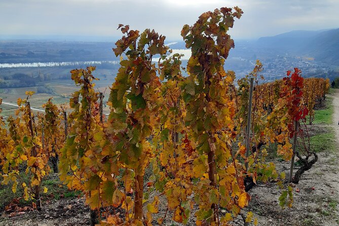 Guided tour and wine tasting Northern Rhône Valley - Who should book this half-day outing?