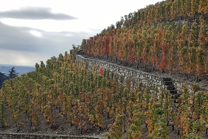 Guided tour and wine tasting Northern Rhône Valley - Practical tips for a better tasting