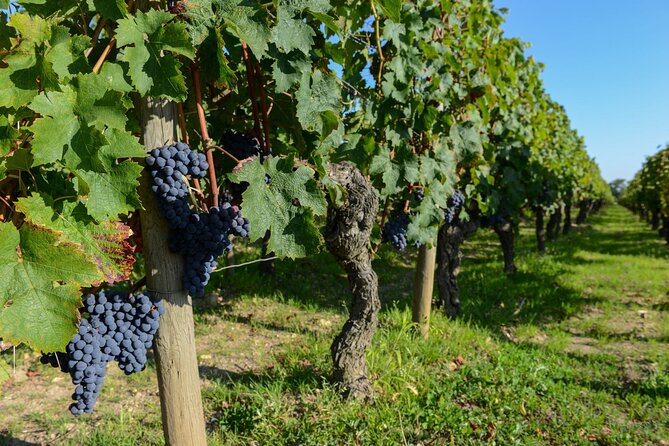 Medoc Region Wine Day Trip with Vineyard Visits & Tastings from Bordeaux - Guide quality can make or break the day