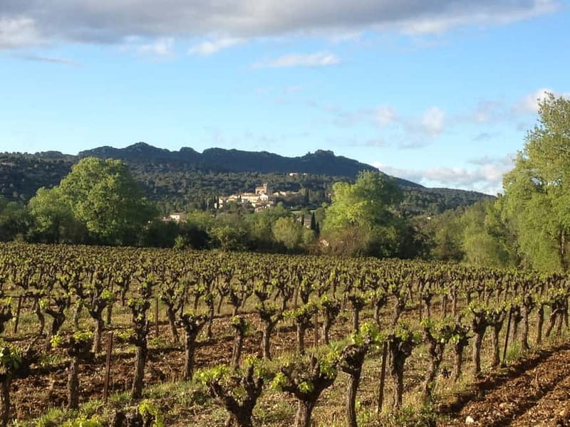 Montpellier: Pic Saint-Loup Wine Tour - What makes Bertrand a strong guide