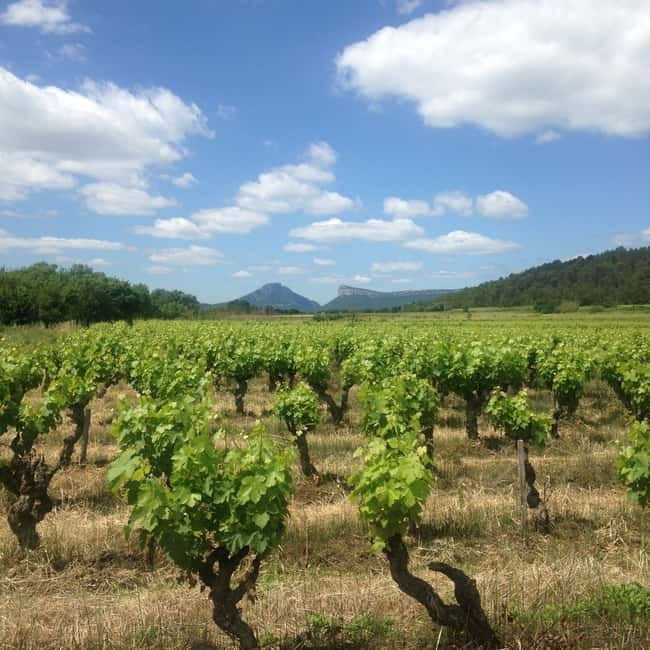Montpellier: Pic Saint-Loup Wine Tour - Who should book this outing?