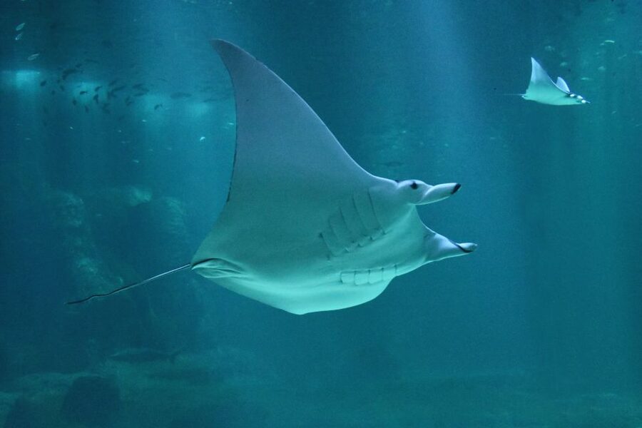 Nausicaá National Sea Center: Full-Day Entry Ticket - Key points to know before you go