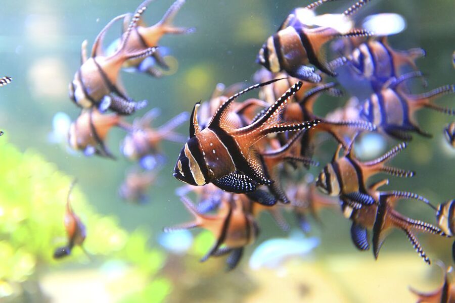 Nausicaá National Sea Center: Full-Day Entry Ticket - Booking and arrival tips