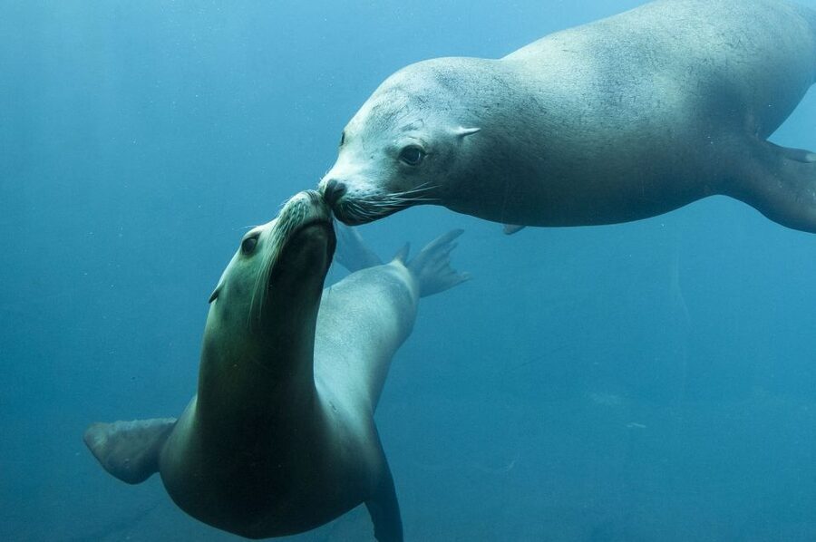 Nausicaá National Sea Center: Full-Day Entry Ticket - Food, rest, and the practical rhythm of the visit