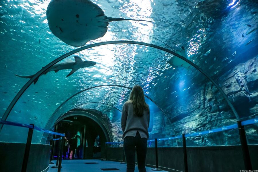 Nausicaá National Sea Center: Full-Day Entry Ticket - Is the $35 ticket good value?