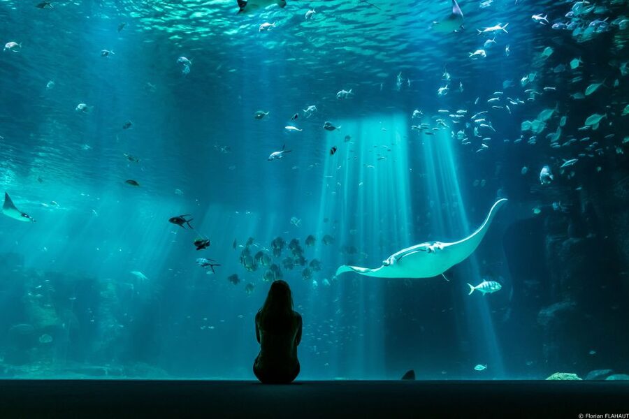 Nausicaá National Sea Center: Full-Day Entry Ticket - Who will enjoy Nausicaá most?