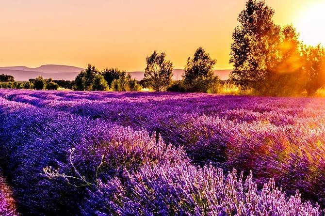 Nice: Gorges of Verdon and Fields of Lavender Tour - From Nice to the high country