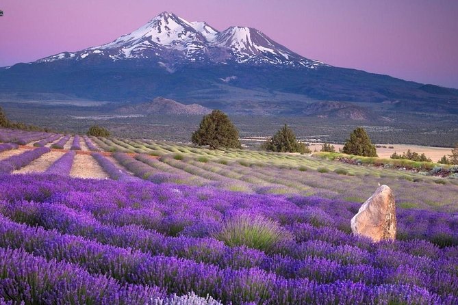 Nice: Gorges of Verdon and Fields of Lavender Tour - The Verdon Gorge from several angles