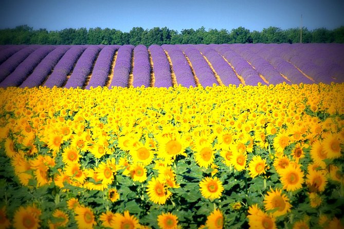 Nice: Gorges of Verdon and Fields of Lavender Tour - Lavender fields with the Alps behind them