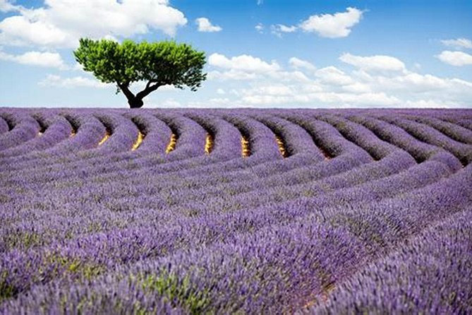 Nice: Gorges of Verdon and Fields of Lavender Tour - The Wolf Gorge waterfall stop