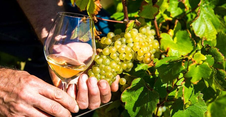 Nice: Provence Village Tour with Wine and Produce Tasting - From Nice to Biot and its famous glass