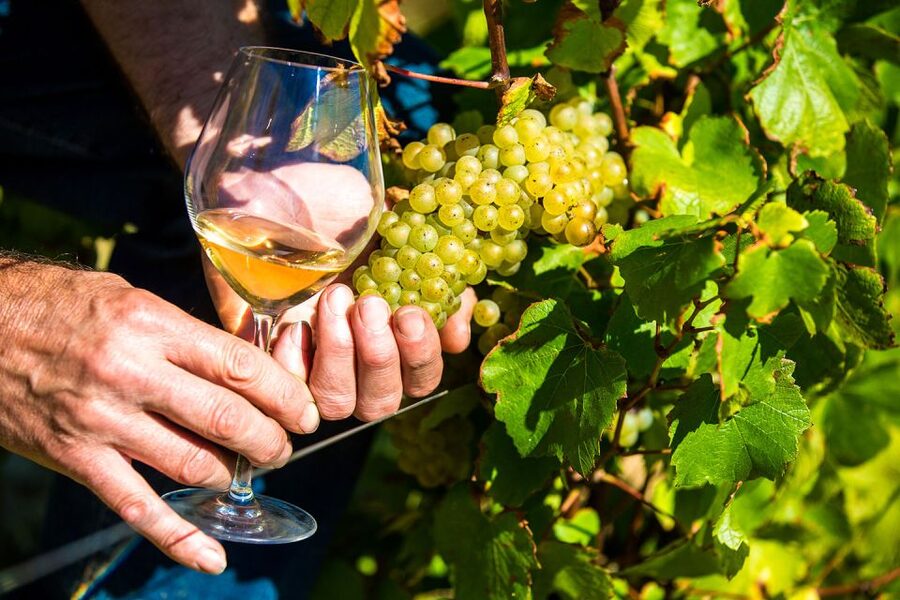 Nice: Provence Village Tour with Wine and Produce Tasting - Opio and the old olive oil mill