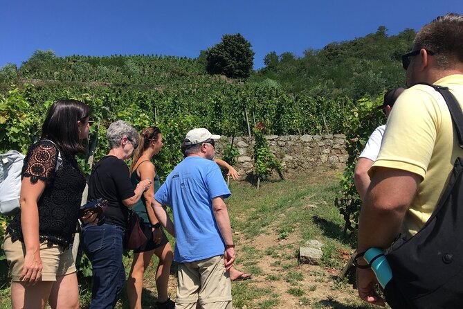 Northern Rhône Valley Wine tour from Lyon Half Day - Key points to know before you book