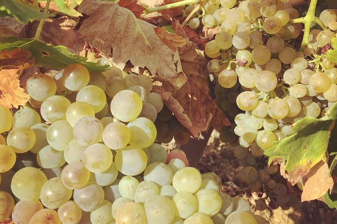 Northern Rhône Valley Wine tour from Lyon Half Day - Two wineries or three?