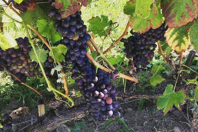 Northern Rhône Valley Wine tour from Lyon Half Day - What the winery visits are really like