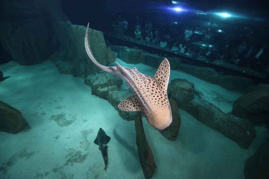 Paris: Aquarium de Paris Entrance Ticket - Who will enjoy this aquarium most?
