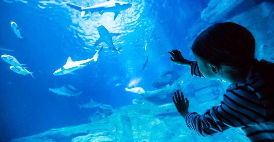 Paris: Aquarium de Paris Entrance Ticket - Koi, touch pools, and hands-on learning