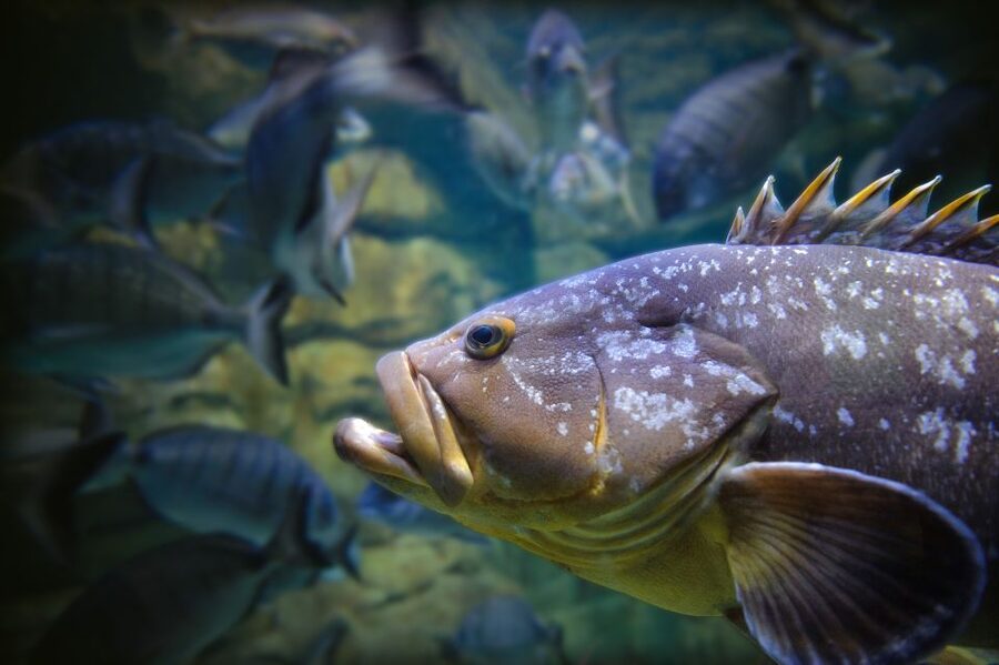 Paris: Aquarium de Paris Entrance Ticket - Price and value at about $25