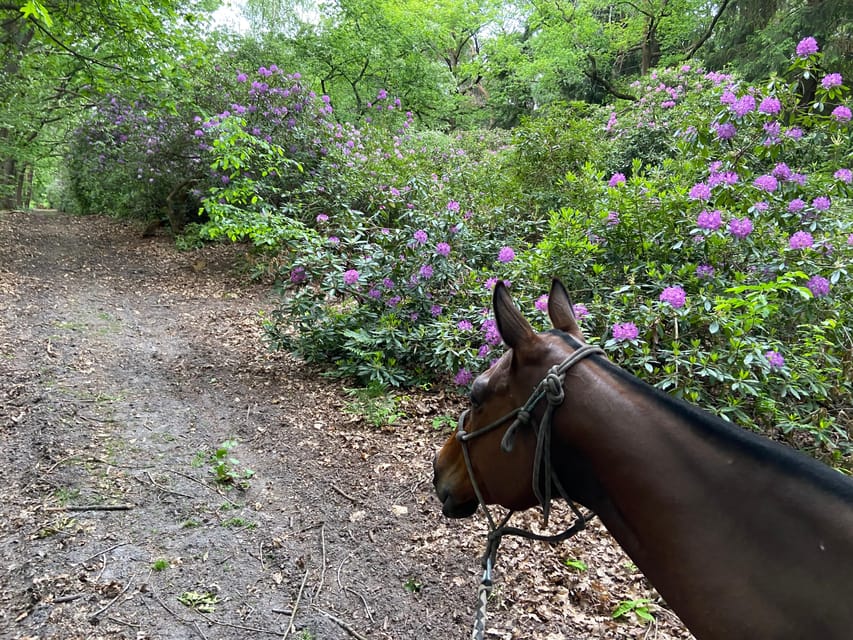 Paris: Aumont-en-Halatte Horseback Riding Tour - Key points to know before you book