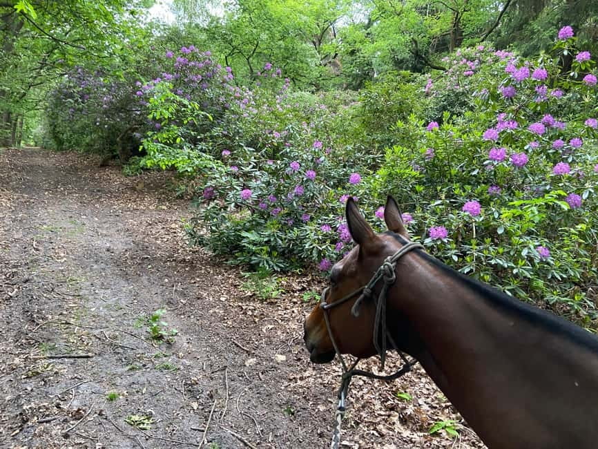 Paris: Aumont-en-Halatte Horseback Riding Tour - Riding through the Chantilly forest near Paris