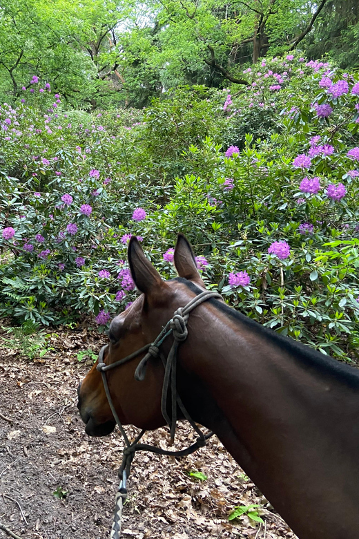 Paris: Aumont-en-Halatte Horseback Riding Tour - Why the horses matter for first-time riders