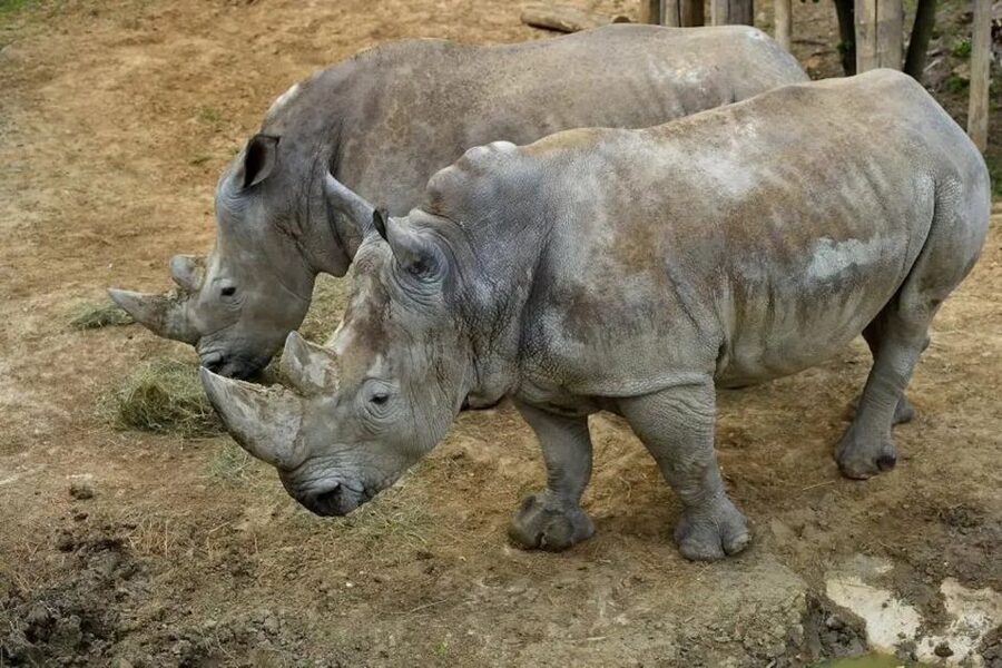 Paris: Paris Zoological Park Entrance Ticket - Family Comfort and Accessibility