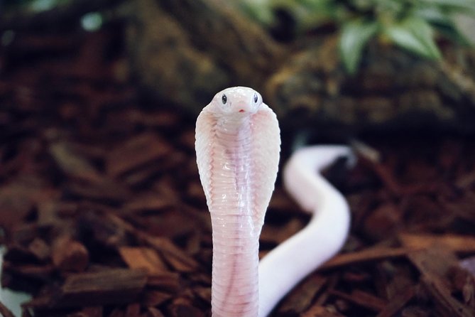 Planet Exotica entrance ticket - The reptile houses are the heart of Planet Exotica