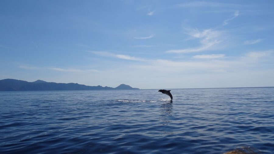 Porto: Half-Day Cruise Scandola Reserve & Calanche de Piana - Why Scandola makes this cruise worth your time