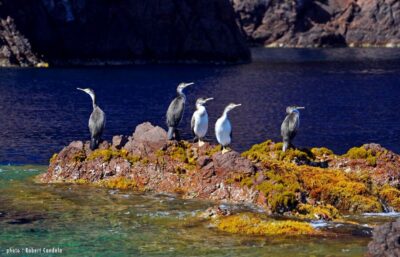 Porto: Half-Day Cruise Scandola Reserve & Calanche de Piana