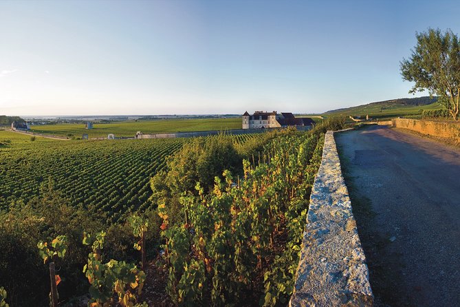 Private excursion to Côte de Beaune and Côte de Nuits (full day) - Morning vineyards and the language of Burgundy wine