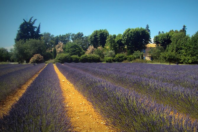 Provence Lavender Fields Tour from Aix-en-Provence - Sainte-Croix and the optional summer swim