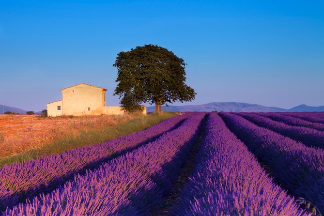 Provence Lavender Fields Tour from Aix-en-Provence - Lavender products, tastings, and shopping time
