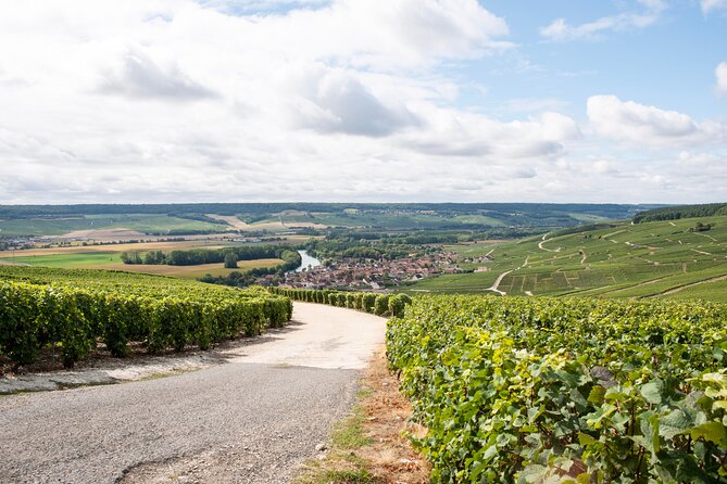 Reims afternoon tour Champagne and family growers - The second winery: compare the styles