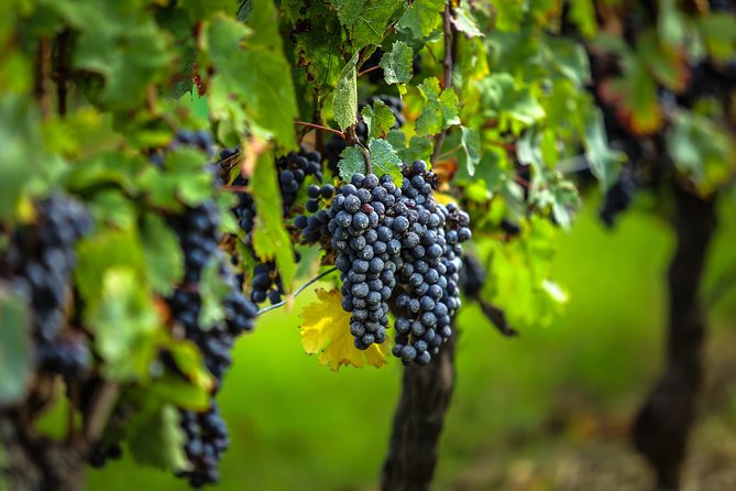 Saint Emilion Half-Day Trip with Wine Tasting & Winery Visit from Bordeaux - Leaving Bordeaux for the Right Bank vineyards