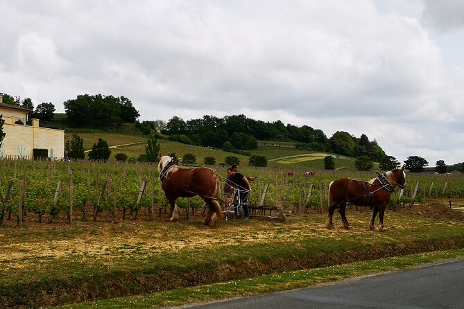 Saint Emilion Half-Day Trip with Wine Tasting & Winery Visit from Bordeaux - A working château and a focused red-wine tasting