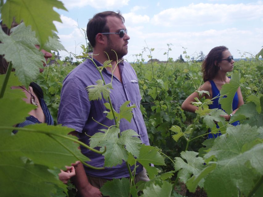 Saint-Émilion: Vineyard Walking Tour and Tasting - Walking the vines and understanding Saint-Émilion wine