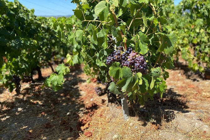 Small Group Guided E-bike Tour in Nice's Organic Vineyard - Arriving at Collet Bovis