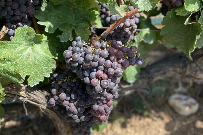 Small Group Guided E-bike Tour in Nice's Organic Vineyard - Meeting Marion or Juan near the Promenade