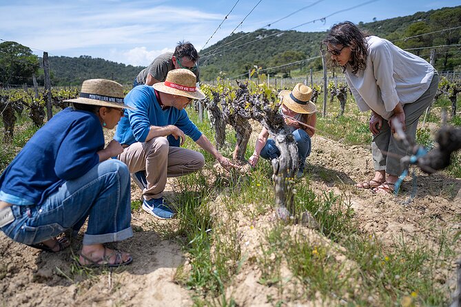 Small-Group Half-Day Languedoc Pic Saint-Loup Wine Tour from Montpellier - Is $107.40 a fair price?