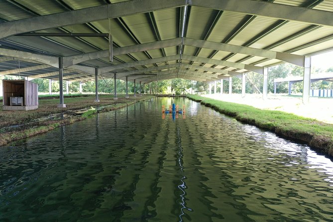 Sturgeon Fish-Farm Visit and Caviar Discovery Tasting in Neuvic - The first 75 minutes beside the ponds